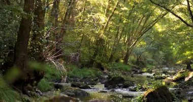 Gün doğumunda bir sürü kaya ve ağaçla birlikte bir ormanın içinden akan bir nehir. Su berrak ve güneş onun üzerinde parlıyor. Eğil..