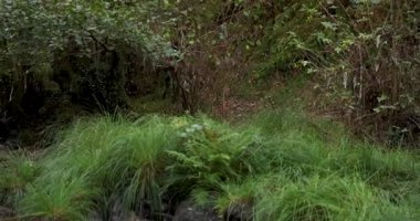 Bir sürü kaya ve ağaçla dolu bir nehir. Su berrak ve güneş onun üzerinde parlıyor. Sol tarafı çevir.