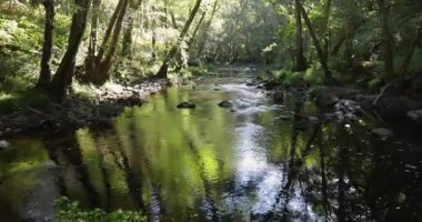 Her iki tarafında ağaçlar olan yeşil yemyeşil bir orman boyunca akan bir nehir. Suda devrilmiş bir ağaç var. Eğil, ateş et..
