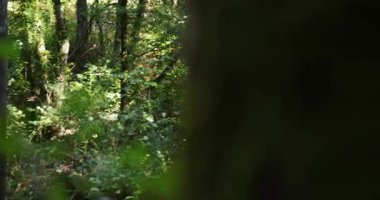 Her iki tarafında ağaçlar olan bir su akıntısı ormanın içinden akar. Su berrak ve sakin ve güneş ışığı yaprakların arasından süzülüyor..