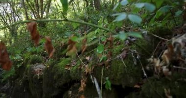 Her iki tarafında ağaçlar olan bir ormandan akan bir su akıntısı. Su temiz ve kayalar derenin dört bir yanına dağılmış. Eğil..