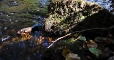 Ağaçlarla dolu yeşil, parlak bir ormanda bir dere akıyor. Su temiz ve orman aydınlık. Sahne huzurlu ve huzurlu. Yukarı kaldır..