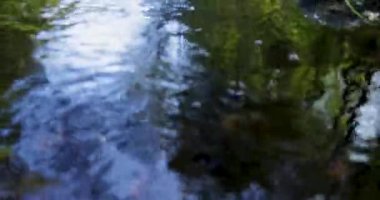 Ormandaki kayalarda büyüyen yosun dolu bir dere. Su temiz akıyor ve yosun yeşil. Sahne huzurlu ve huzurlu. Yukarı kaldır..