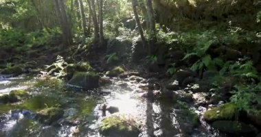 Ormandaki kayalarda büyüyen yosun dolu bir dere. Su temiz akıyor ve yosun yeşil. Sahne huzurlu ve huzurlu. Sola çevir.