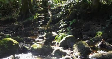Panning shot of a stream of water flows over a rock covered in moss and autumn leaves. The water is clear and the moss is green. Pan left shot.