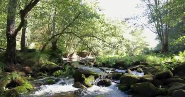 A mountain river flowing through a forest at sunrise with lush green plants in foreground. The sun is shinning on the mossy rocks.