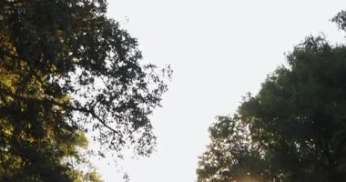 Suyu akan sisli bir orman. Turuncu güneş parlak kırmızı ve turuncu renkli bir atmosferle ağaçların arasından parlıyor. Eğil..