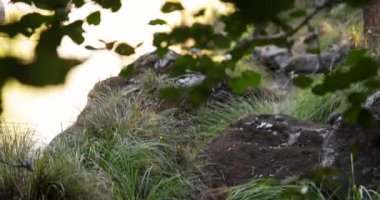 Bir Amerikan vizonu bir derenin yakınındaki bir ormanda kayaların üzerinde duruyor ve koşuyor. Kayalar yosun ve yapraklarla kaplı..