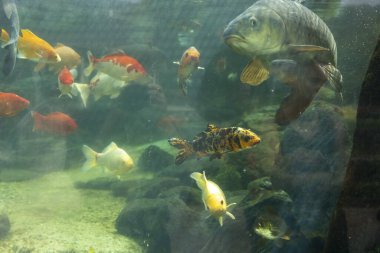 İçinde siyah ve turuncu gövdeli büyük bir balık bulunan çeşitli koi sazan balıklarından oluşan bir akvaryum.