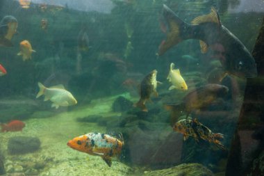 Bir sürü farklı renkte sazan balığı yüzen bir akvaryum. Depo su ve taşlarla dolu.