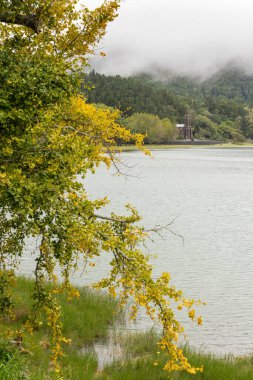 Sarı yapraklı bir ağaç bir su kütlesinin yanındadır. Su sakin ve gökyüzü bulutlu Nossa Senhora das Vitorias, Furnas