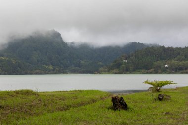 Önünde küçük bir ağaç olan büyük bir su kütlesi. Gökyüzü bulutlu ve su sakin.