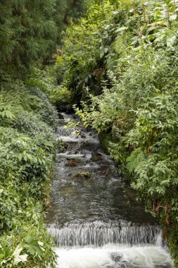 Bir su akıntısı yemyeşil bir ormanın içinden akar. Su berrak ve sakindir ve çevreleyen bitki örtüsü yoğun ve canlıdır. Huzur ve doğal güzellik kavramı
