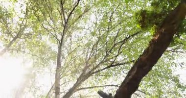 A stone wall with ivy growing on it. The ivy is covering the wall and the stone is covered in moss. The wall is old and has a sense of abandonment.