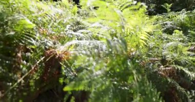 A dilapidated building with a window and a door. The building is surrounded by a lush green forest. Reveal shot.