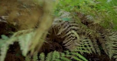 Ortasında ağaç olan bir orman. Ağaç çıplak ve üzerinde bir delik var. Orman yemyeşil.