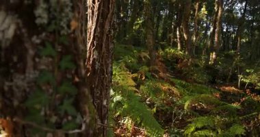 A forest with a lot of trees and a lot of green ferns. The leaves are brown and the sun is shining through the trees