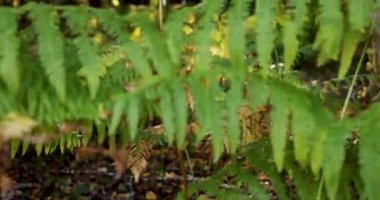 A forest with a lot of ferns and trees with bright sunlight rays shinning through. The trees are lush green and the floor is full of leaves and plants