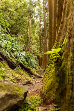 Ortasında ağaç olan bir orman yolu. Ağaç yosunla kaplıdır ve üzerinde büyüyen küçük bir bitki vardır. Yol ağaçlarla çevrili.