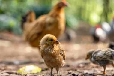 Küçük bir tavuk diğer iki tavuğun önünde duruyor. Kuşların kameraya baktığı sahne huzurlu ve sakin.