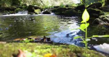 A mountain river flowing through a forest at sunrise with lush green plants in foreground. The sun is shinning on the mossy rocks.