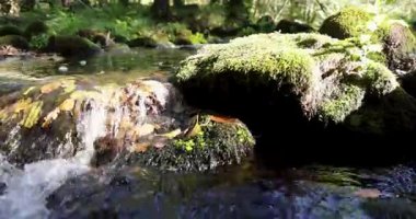 Closeup of a stream of water flows over a rock covered in moss and autumn leaves. The water is clear and the moss is green. Static shot.