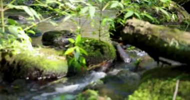 Yosun ve sonbahar yapraklarıyla kaplı bir kayanın üzerinden akan bir su akıntısı görüntüsü. Su temiz, yosun da yeşil. Sağa çevir.