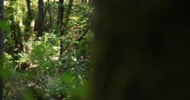 Her iki tarafında ağaçlar olan bir su akıntısı ormanın içinden akar. Su berrak ve sakin ve güneş ışığı yaprakların arasından süzülüyor..