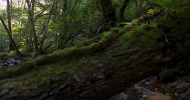 Her iki tarafında ağaçlar olan yeşil yemyeşil bir orman boyunca akan bir nehir. Suda devrilmiş bir ağaç var. Sol tarafı çevir.