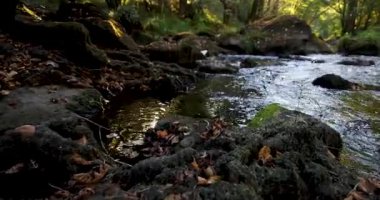 Ormanda akan bir su akıntısı. Su berrak ve sakin. Çevresi yemyeşil ve yemyeşil. Sahne huzurlu ve sakin, suyun sesiyle..