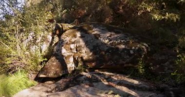 Üzerinde köprü ve her iki tarafında ağaçlar olan bir nehir. Su sakin ve köprü tahta.