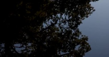 Suyu akan sisli bir orman. Turuncu güneş parlak kırmızı ve turuncu renkli bir atmosferle ağaçların arasından parlıyor. Yukarı kaldır..