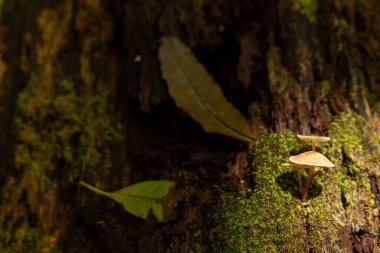 Yosun tutmuş bir kütükte bir mantar büyüyor. Mantar küçük ve kahverengidir. Kütük yosunla kaplanmış ve Azores Sao Miguel 'de yapraklar dökülmüş.