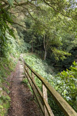 Ormanda bir patika boyunca ahşap bir çit var. Çit yosunla kaplı ve patika ağaçlarla kaplı. Sahne Sao Miguel, Azores 'te huzurlu ve huzurlu.