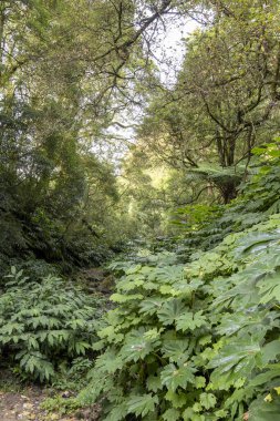 İçinden yol geçen bir orman. Yol ağaçlar ve çalılarla çevrili. Ağaçlar yeşil ve çalılar da yeşil Sao Miguel 'de, Azores