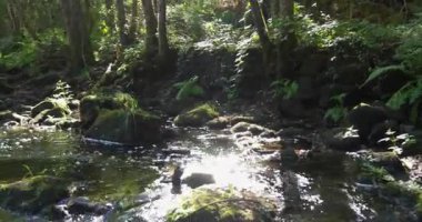 Kayaların üzerinde yosun yetişen bir dere. Su temiz, yosun da yeşil. Sahne huzurlu ve huzurlu. Sol tarafı çevir.