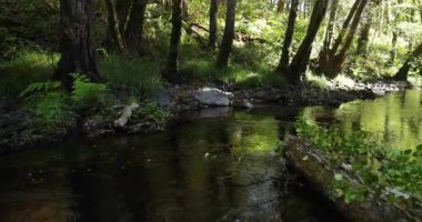 A river flows through a green lush forest, with trees on either side. There is a fallen tree in the water. Pan right shot.