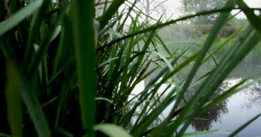 Arka planda bir sürü yeşil bitki ve ağaç olan bir gölet. Su durgun ve sakin.