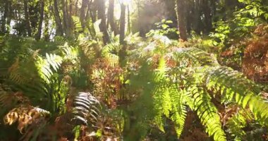 A forest with a lot of trees and a lot of green ferns. The leaves are brown and the sun is shining through the trees