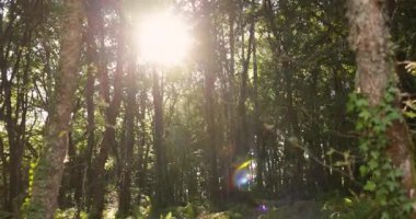 Yeşil ağaçlar, düşen yapraklar ve eğreltiotlarıyla dolu ormanda parlayan parlak bir güneş. Orman bereketli ve sonbahar çok yakın..