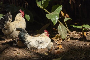 Bir tarlada üç tavuk var, biri yerde yatıyor. Diğer ikisi ayakta bir şeye bakıyor.