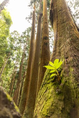 Yeşil yapraklı bir ağaç büyür. Ağaç diğer ağaçlarla çevrili ve yosunlu bir görünüşü var.