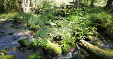 Yosun ve sonbahar yapraklarıyla kaplı bir kayanın üzerinden akan bir su akıntısı görüntüsü. Su temiz, yosun da yeşil. Sağa çevir.