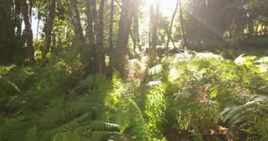A forest with a lot of trees and a lot of green ferns. The leaves are brown and the sun is shining through the trees