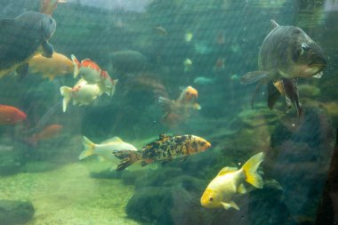 Akvaryumda yüzen bir grup sazan balığı. Balıkların renkleri ve boyutları farklıdır. Depo su ve taşlarla dolu.