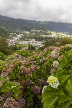 Önünde küçük beyaz bir çiçek olan güzel bir çiçek tarlası. Çiçekler pembe ve beyazdır ve yeşil yapraklarla çevrilidir. Sahne huzurlu ve huzurlu, Furnas 'taki çiçeklerle, Azores