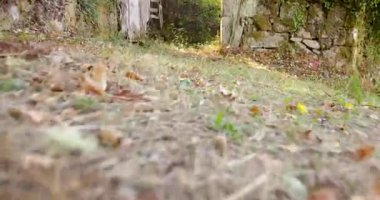 A stone wall with ivy growing on it. The ivy is covering the wall and the stone is covered in moss. The wall is old and has a sense of abandonment.