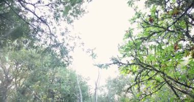 Bir ağaç kütüğü bir ormanın ortasındadır. Kütük yeşil çimenler ve ağaçlarla çevrilidir. Resmin huzurlu ve huzurlu bir havası var.