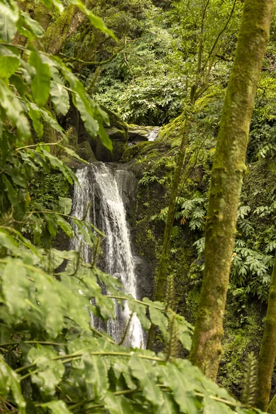 Bir şelale yemyeşil bir ormanda kayalık bir uçurumdan aşağı akıyor. Su kristal gibi berrak ve etrafındaki ağaçlar hayat dolu. Sahne huzurlu ve huzurlu.