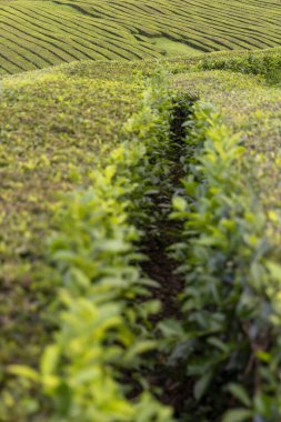 İçinde yol olan yeşil bir kamelya sinensis tarlası. Yol Sao Miguel 'deki çalılar ve ağaçlarla kaplı, Azores.